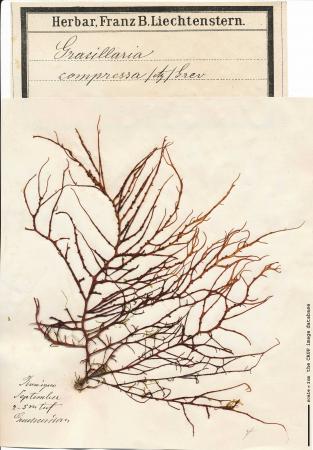 Gracilaria compressa_Liechtenstern.jpg